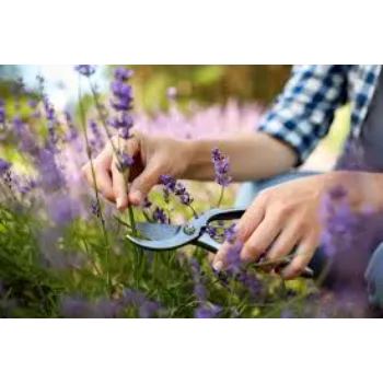 Fresh Lavender Flower